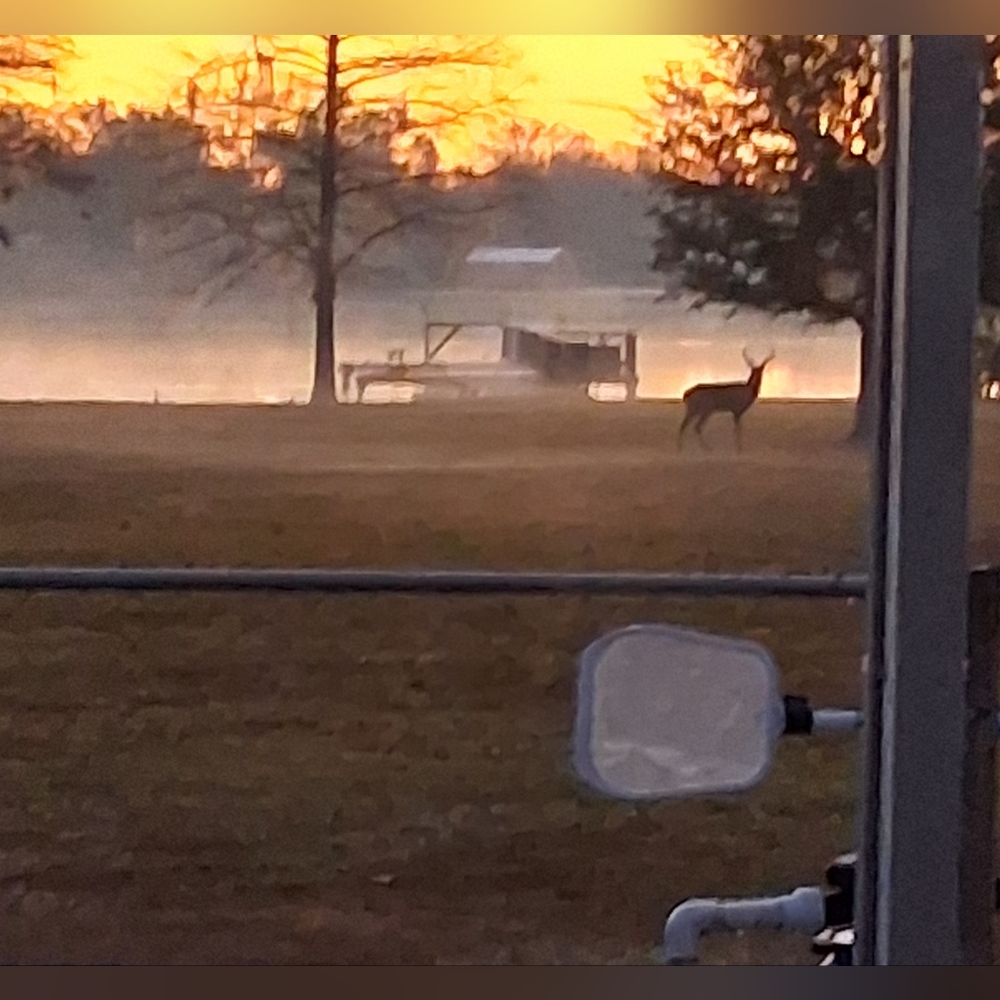 Meet your Posher, Shellbell